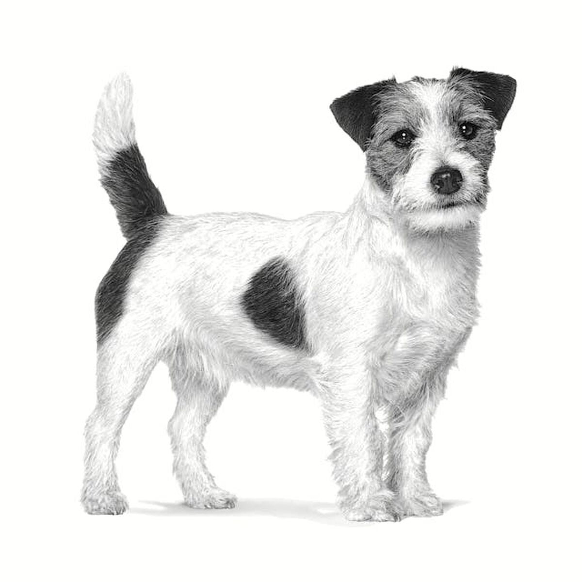 Nourriture Royal Canin Adulte Viande 3 Kg