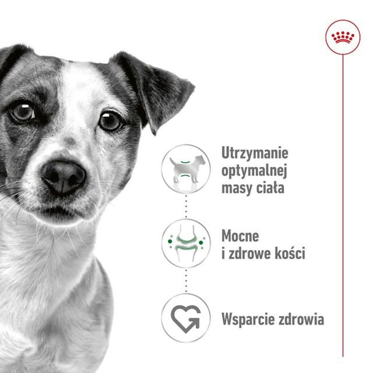 Nourriture Royal Canin Adult Mini S 8 kg