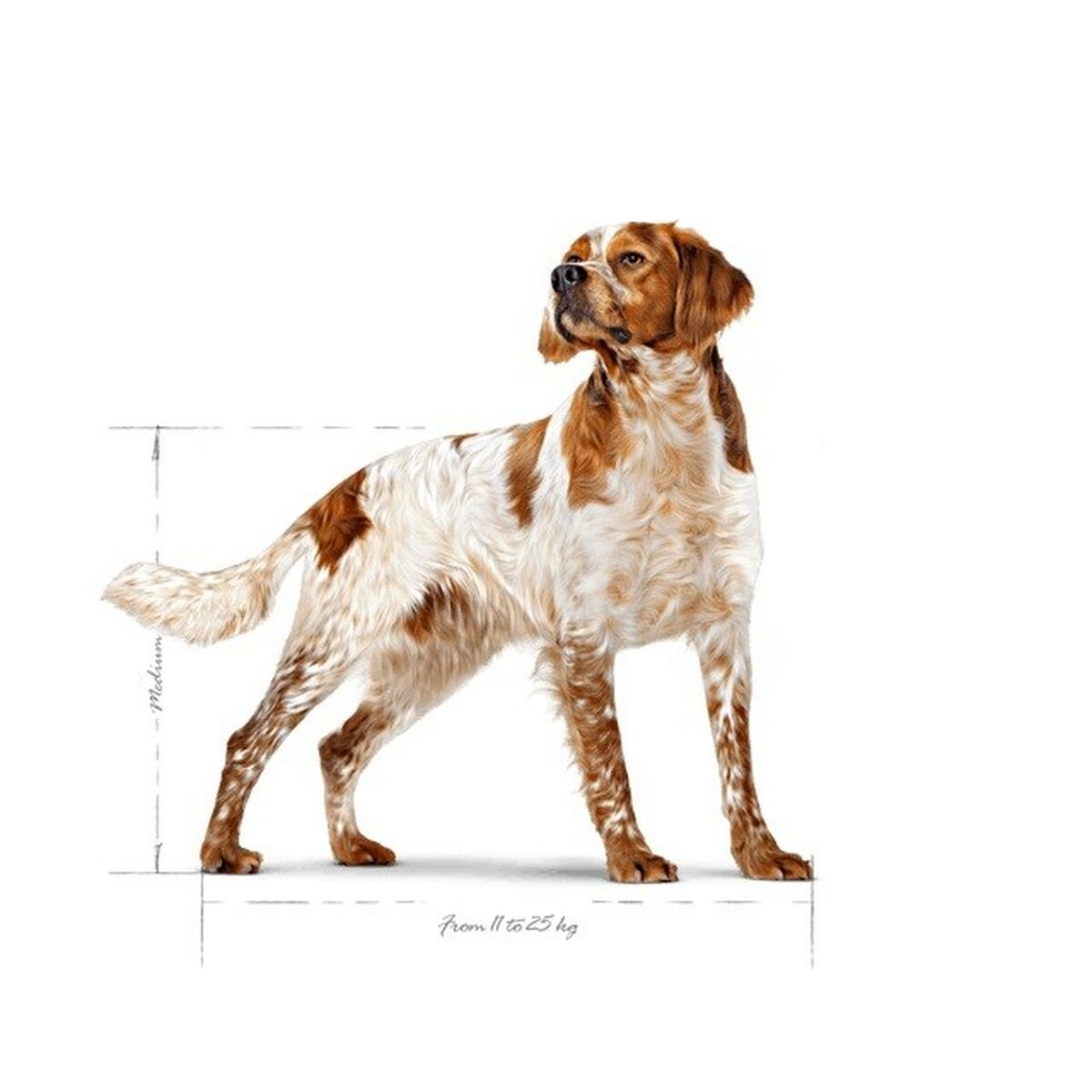 Nourriture Royal Canin 15 kg 12 kg