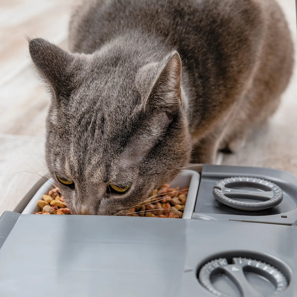 Mangeoire automatique 2 repas — PetSafe